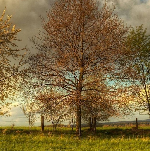 Meet your Posher, Earleen - Picture 1 of 1